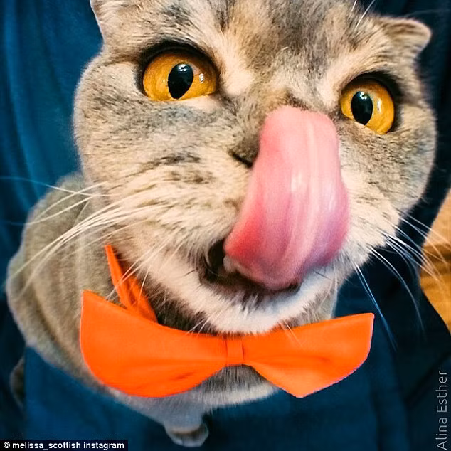 Cô mèo đáng yêu với màn lè lưỡi nổi tiếng.