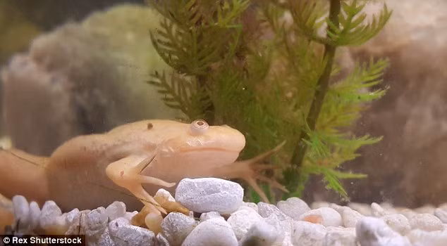 Chân dung ếch sát thủ đáng sợ vừa nuốt chửng cá.