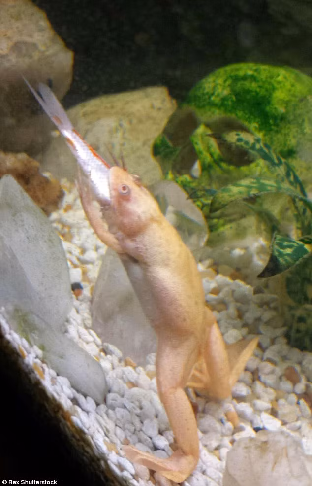 Jameson đã sợ hãi khi bạn gái của mình quyết định mua một con cá chép Koi để thả vào trong bể cá của họ. Anh đã lo sợ rằng con cá chép đó có thể trở thành bữa ăn nhẹ của Michigan J. Frog, một con ếch móng vuốt châu Phi háu ăn. Tuy nhiên, cặp đôi đã được chủ cửa hàng bảo đảm rằng con ếch móng vuốt châu Phi và cá chép Koi hoàn toàn có thể chung sống hòa thuận.