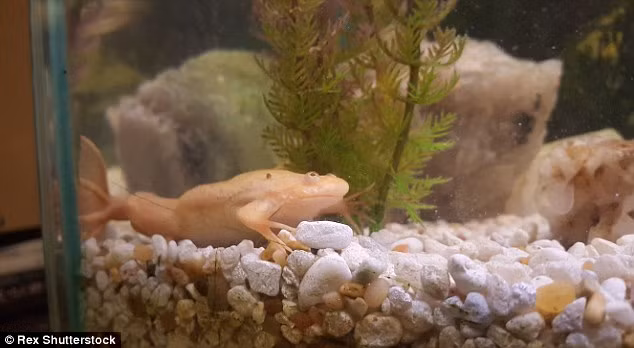 Loài ếch móng vuốt châu Phi được biết đến như một loài ăn thịt, có thể trở thành động vật xâm hại trong tự nhiên. Nếu được nuôi nhốt, chăm sóc, cung cấp đầy đủ thức ăn, chúng có thể sống đến 30 năm.