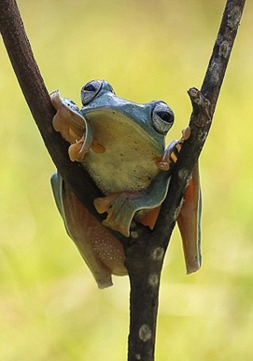 Ếch bay là một loài ếch có gốc Indonesia, được tìm thấy cả ở Malaysia và Thái Lan. Loài ếch này được phân loại là một loài gần bị đe dọa bởi Liên minh Quốc tế Bảo tồn Thiên nhiên (IUCN).