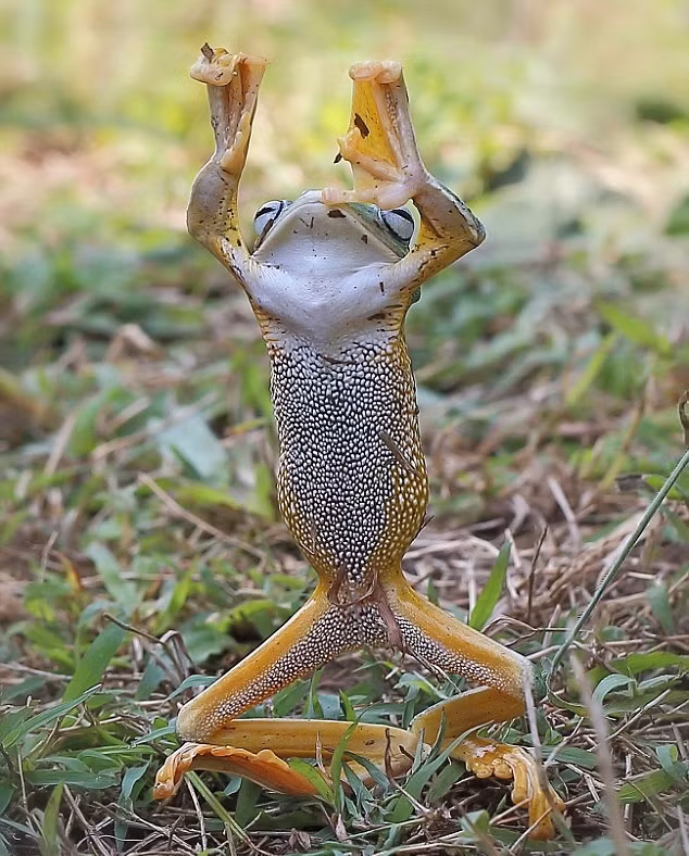 Nhiếp ảnh gia Monica chia sẻ: "Ban đầu tôi không chắn chắn về những gì nó làm nhưng ngay sau đó, rõ ràng là nó đang biểu diễn một màn kung-fu ếch bay".