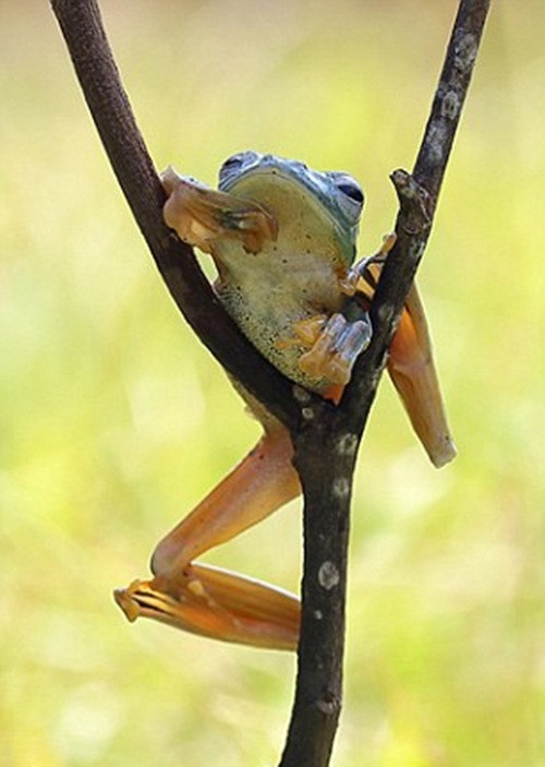 Và màn võ kung-fu đó để nhằm mục đích nhảy lên một chạc cây cao chót vót như thế này.