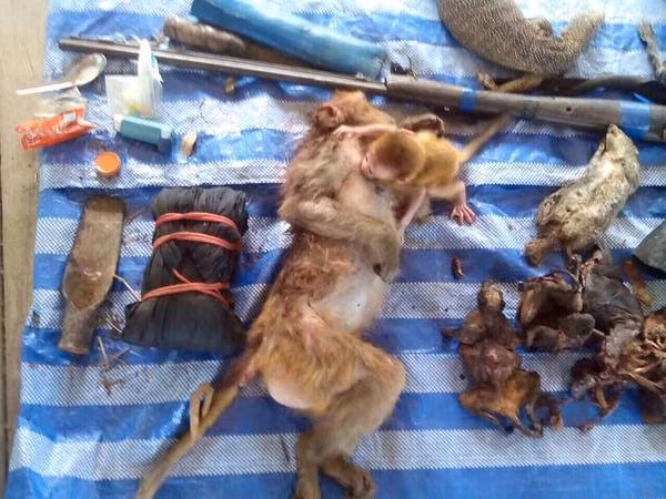 Những con non bị tách khỏi mẹ đột ngột như thế này thường có một cuộc sống buồn tủi và ngắn ngủi trong những vườn thú, rạp xiếc với đòn roi và sự đe dọa.