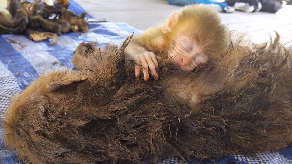 Thế giới của chú khỉ nhỏ thay đổi trong chớp mắt. Nhưng ngay cả khi đã chết, mẹ vẫn là nguồn an ủi và tình yêu lớn nhất của khỉ con.