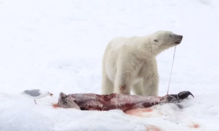 Các nhà khoa học cũng cho biết hai mùa đông gần đây, những khối băng đã tan chảy nhiều và điều đó thu hút những con cá heo di chuyển về phương bắc, nơi chúng có thể bị mắc kẹt và làm mồi cho gấu Bắc cực bởi sự xuất hiện đột ngột của lớp băng dày đặc hình thành đột ngột do những cơn gió bắc mạnh thổi vào vịnh hẹp.
