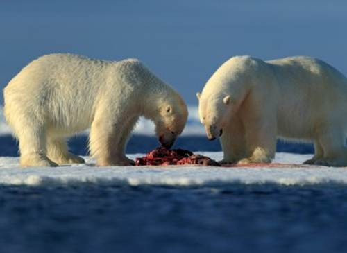 Cảnh xẻ thịt con mồi đẫm máu của gấu Bắc cực.