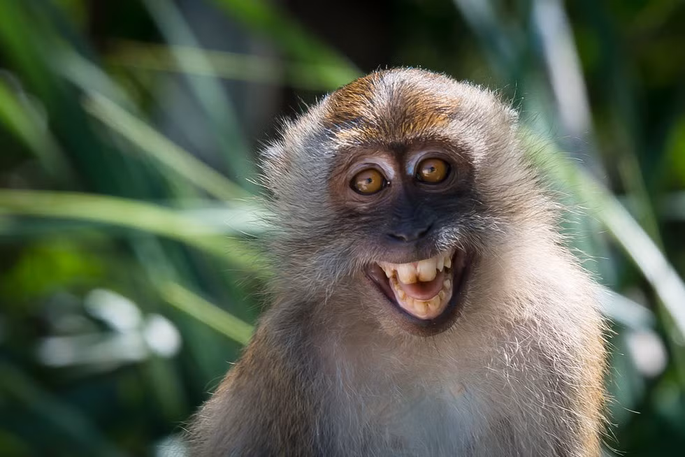 6. Khỉ. Năm ngoái, các nhà nghiên cứu đã tìm thấy nhiều bằng chứng loài vật này điều khiển quá trình suy nghĩ của bộ não cũng tương tự như của loài người chúng ta.