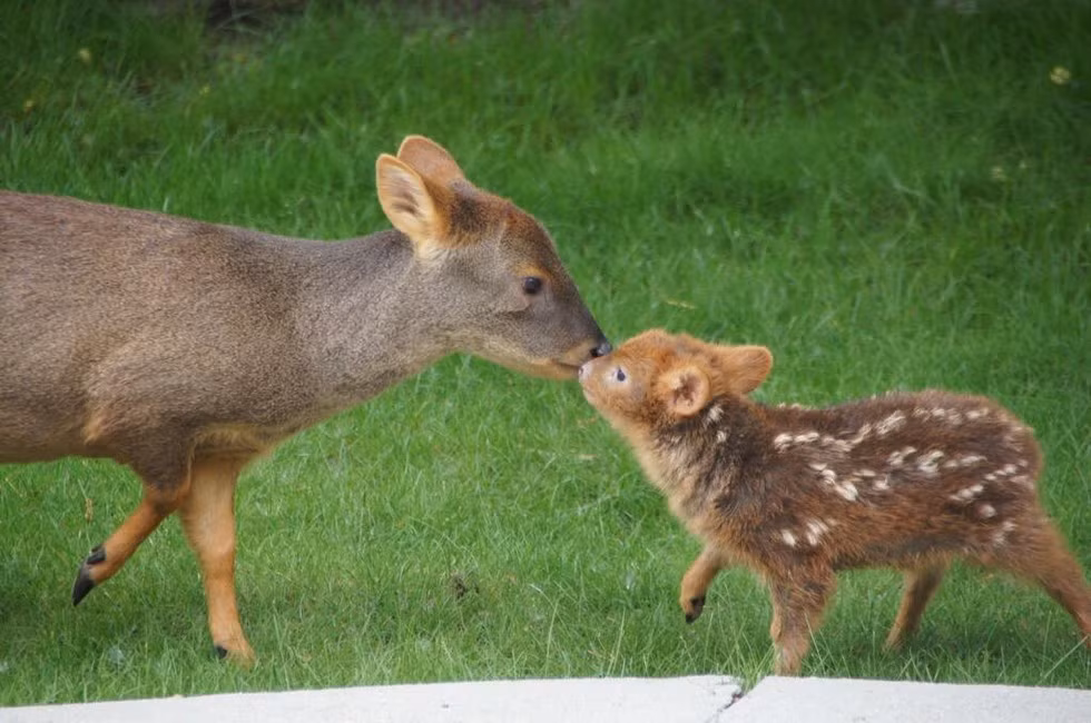 Đây là lần đầu tiên loài hươu này chào đời nơi vườn thú.