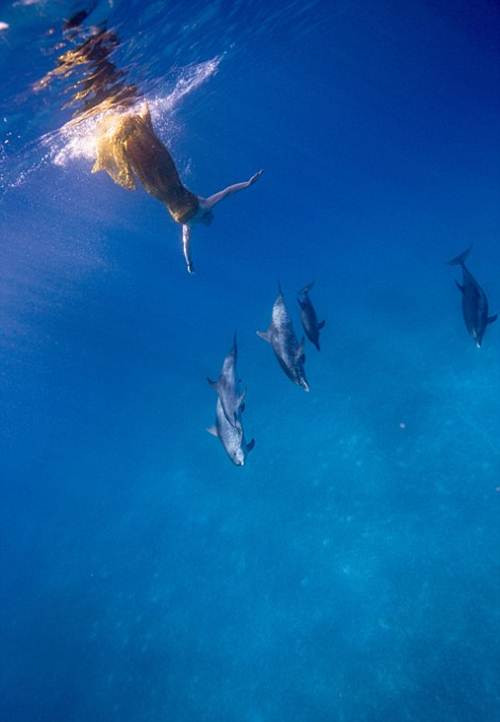 Nhiếp ảnh gia Jeremy Ferris cũng chia sẻ rằng những mẫu ảnh của anh rất dũng cảm và tài năng, họ không sử dụng mặt nạ hay chân chèo và thậm chí rất chủ động khi tạo dáng mặc dù họ phải đối mặt với những sinh vật cực kỳ nguy hiểm.