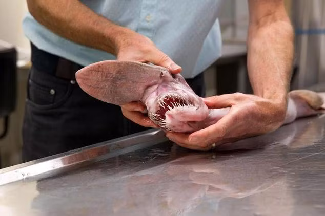 Cũng tại phía Đông Nam của Australia, ba tháng trước, một con cá mập yêu tinh vô cùng quý hiếm, được mô tả như một "người ngoài hành tinh của biển sâu" đã được tìm thấy và chuyển giao cho Bảo tàng Australia ở Sydney.