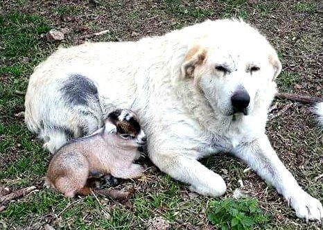 Chú chó trằng này sẽ thù địch bất cứ ai làm tổn thương dê con siêu dễ thương của nó.