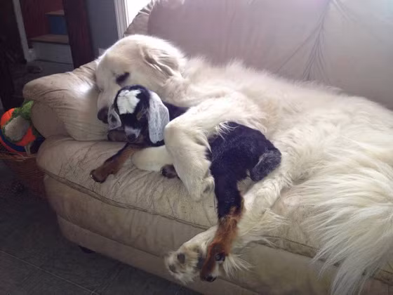 Chó, rất thích làm bạn bè với các loài động vật khác, chúng đánh bạn với mèo, lợn, tôm, với trẻ con, với hàng xóm và một số con kỳ lạ còn thích chiếm hữu những con dê làm thú cưng của mình. Điển hình như chú chó này, nó muốn giữ dê con mãi bên mình để làm bạn thân, để được ôm mỗi khi đi ngủ.