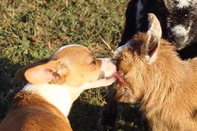 Liếm láp, chăm sóc cho dê con là sở thích của con chó kỳ lạ, nhưng chu đáo này.