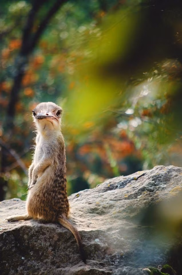 Vịt lai sóc, vừa biết bơi, vừa biết trèo.