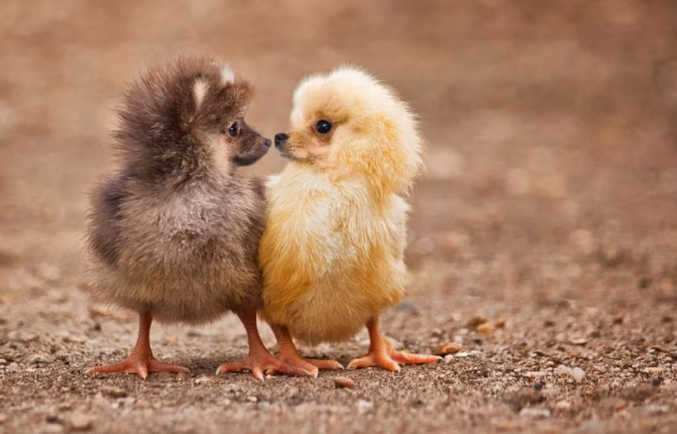 Ơ thế rốt cuộc chúng mình là chó hay là gà nhỉ?