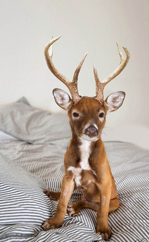 Chó lai hươu có thể là loài thú cưng hot nhất, được các cậu ấm cô chiêu săn lùng vì vẻ ngoài sang chảnh của nó.