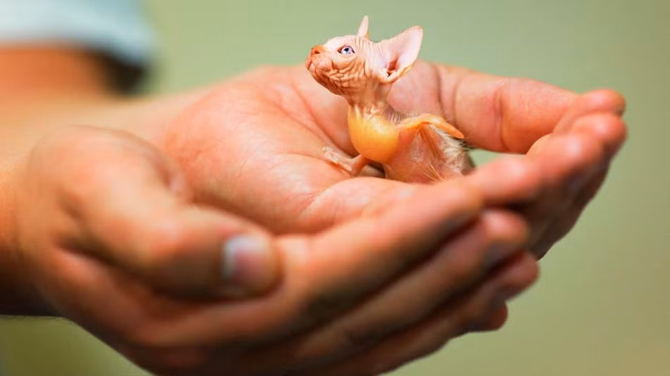 Mèo "trần truồng" lai rùa, loài động vật lai này nếu có thật, có thể lớn lên sẽ lọt top những động vật xấu nhất hành tinh.