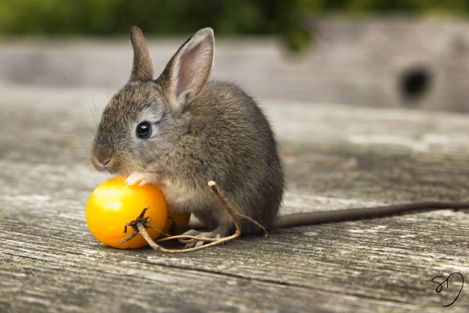 Đầu thỏ mình chuột, loài động vật này được đoán sẽ soán ngôi đáng yêu của những con chuột hamster.