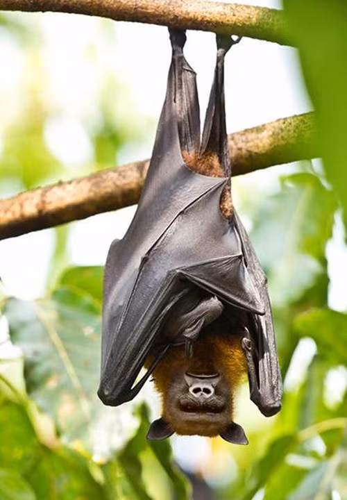 Dơi lai khỉ, một sự kết hợp vượt trội về bộ não và khả năng bay lượn.