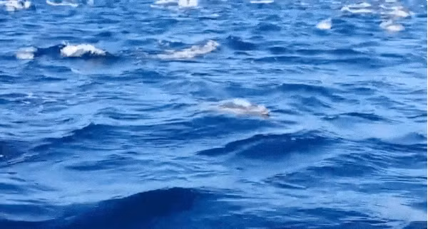 Những con cá heo điên cuồng "chạy tán loạn" trên mặt biển.