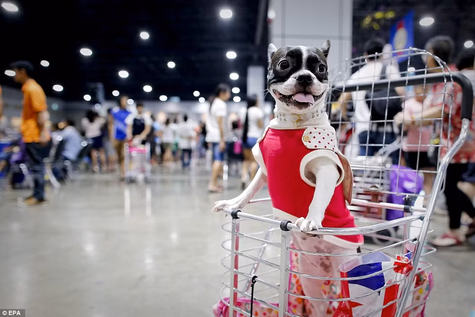 Đồng thời, đây cũng là thiên đường cung cấp các sản phẩm làm đẹp, thực phẩm đặc biệt và rất nhiều phụ kiện dành cho vật nuôi phong cách nhất.