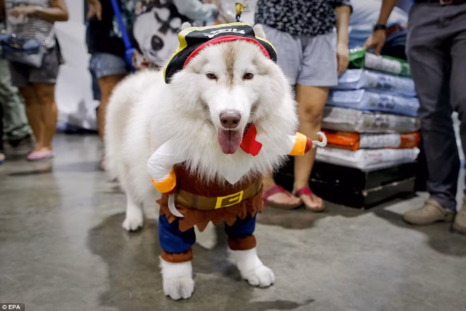 Ngỗ nghịch hơn một chút là chú chó husky lông trắng này. Chắc hẳn chú chó này rất thích thú với bộ đồ hóa trang thành thuyền trưởng Hook xấu xa nổi danh trong câu chuyện cổ tích "Peter Pan".