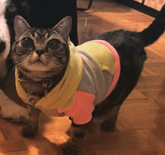 Mèo giương đôi mắt to vô số tội.