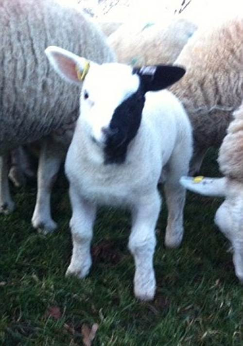 Gương mặt ma quái của chú cừu khiến cư dân mạng phát sốt.