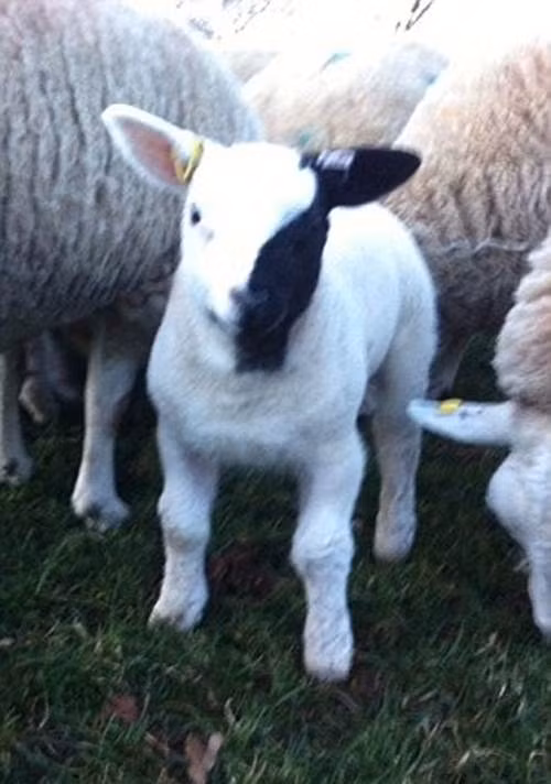 Gương mặt ma quái của chú cừu khiến cư dân mạng phát sốt.