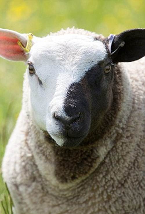 Chú cừu trở nên nổi tiếng sau khi một cư dân địa phương, Amy Walker, 20 tuổi nhìn thấy, chụp lại ảnh và đăng tải trên mạng xã hội.