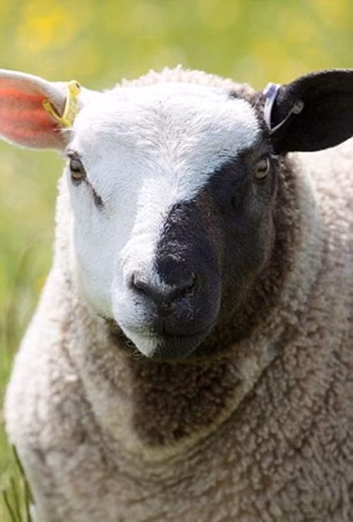 Chú cừu trở nên nổi tiếng sau khi một cư dân địa phương, Amy Walker, 20 tuổi nhìn thấy, chụp lại ảnh và đăng tải trên mạng xã hội.