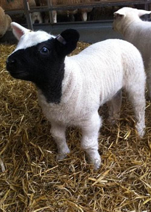 Khuôn mặt kỳ lạ của con vật không biến đổi nhiều theo thời gian.