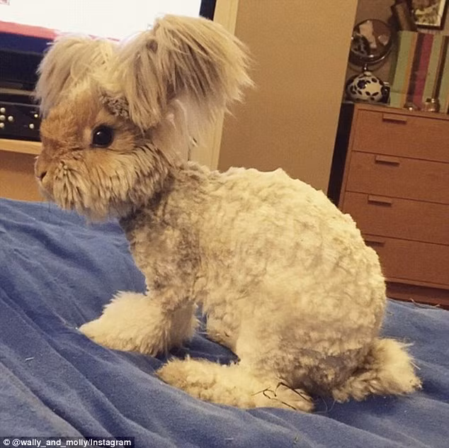 Sau khi thông tin và hình ảnh về Wally được các trang báo mạng trên thế giới đăng tải, số người theo dõi chú thỏ đáng yêu này tăng lên nhanh chóng, giúp Wally nổi tiếng hơn.