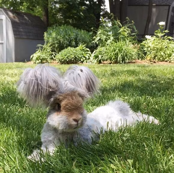 Một số hình ảnh khác đáng yêu không tả nổi của thỏ Wally: