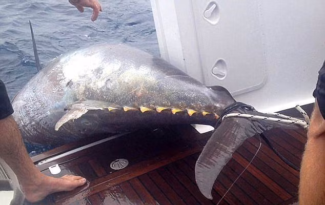 Tuy chiến thích câu được cá ngừ vây xanh Thái Bình Dương khổng lồ của bà Donna đã diễn ra từ năm ngoái nhưng gần đây bà mới tham dự đêm trao giải "Kỷ lục thế giới tuyệt vời nhất". Người phụ nữ 56 tuổi này cho biết cô không bao giờ nghĩ mình có thể lập được kỷ lục thế giới về câu cá.