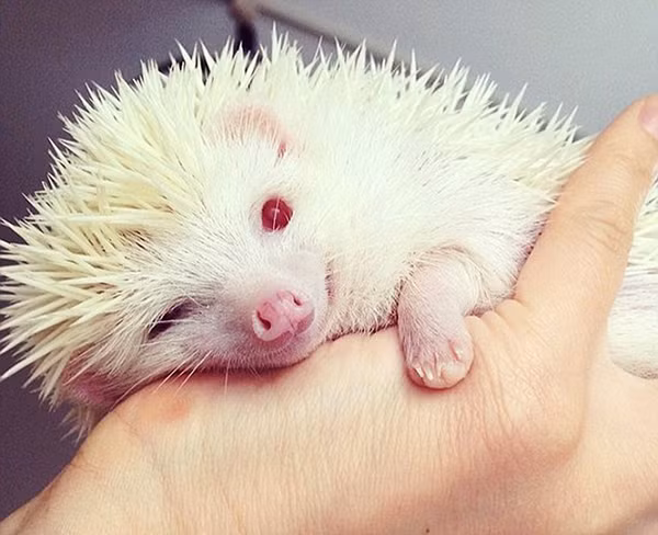 Con nhím gai bạch tạng đã trở thành ngôi sao internet sau khi chủ nhân của nó, Tokiko Kojima đăng tải những hình ảnh của nó lên trang cá nhân. Khác với những đồng loại khác phải đi bộ vài km mới có thể tìm được thức ăn và ngủ đông để trốn tránh cái lạnh thì con nhím này quanh năm chỉ hưởng thụ đồ ăn thức uống đầy đủ và môi trường ấm áp dưới sự che chở, chăm sóc của chủ nhân.