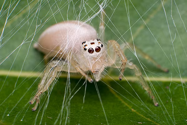 Nhện bạch tạng đang tạo se tơ để đẻ trứng, một trong những bức ảnh nổi tiếng của nhiếp ảnh gia động vật hoang dã Jeremy Mendoza cho National Geographic vào năm 2013.