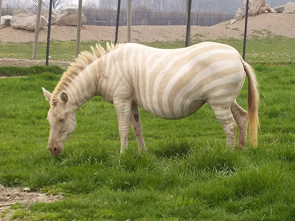 Bạn đã bao giờ thấy một con ngựa vằn nhưng với sọc vàng-trắng? Nếu đã thấy hãy tin đó chính là con ngựa vằn bị bệnh bạch tạng. Mắc phải chứng bệnh này, sắc tố đen trên những sọc vốn dĩ phải có màu đen biến mất khiến cho con ngựa này trở nên khác biệt, mang một vẻ đẹp thật ấn tượng.