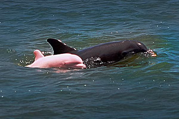 Pinky là một con cá heo hồng nổi tiếng ở hồ Calcasieu, Louisiana. Tiếng là cá heo hồng nhưng thực chất Pinky bị bệnh bạch tạng, các mạch máu gần dưới lớp da màu trắng rất nhiều khiến con cá heo này có màu hồng như mọi người vẫn nhìn thấy.