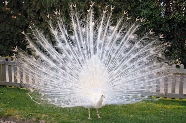 Công bạch tạng, thông thường người ta sẽ nhìn thấy con công với bộ đuôi màu sắc cực kỳ đẹp mắt nhưng màu trắng tinh khôi cũng khiến con côn này không khác gì loài động vật đến từ thiên đường. Đây không phải là hậu duệ của loài công trắng mà nó là biến thể di truyền của họ Công Xanh Ấn Độ.