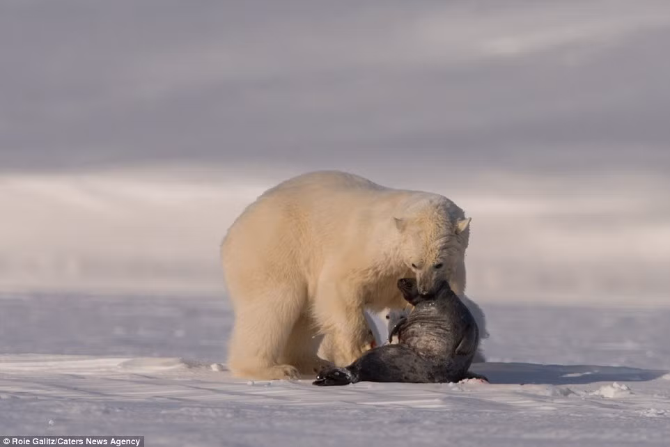 Những bài học đẫm máu như thế này sẽ liên tục lặp đi lặp lại cho đến khi những con gấu con học được bản lĩnh tự mình để có thể kiếm được bữa ăn đầu tiên.