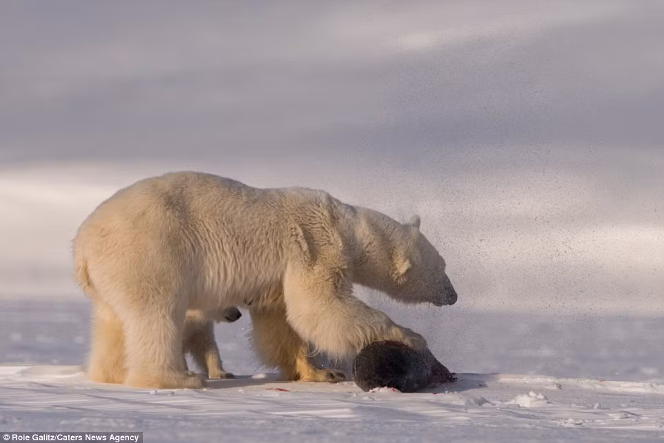 Khi con hải cẩu nhô lên để thở, con gấu mẹ nhanh chóng dùng móng vuốt bắt lấy.