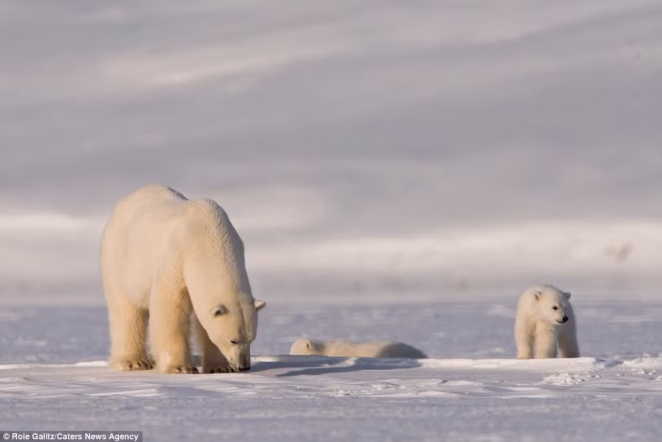 Gấu mẹ chịu khó, cẩn thận kiểm tra các tảng băng, các lỗ thở của những con hải cẩu. Động vật thông minh này biết rằng con mồi của mình cuối cùng sẽ phải xuất hiện để hô hấp và đó sẽ là khoảnh khắc sử dụng đến sức mạnh và kỹ thuật của mình để kiếm bữa ăn và cũng là để dạy cho đàn con.