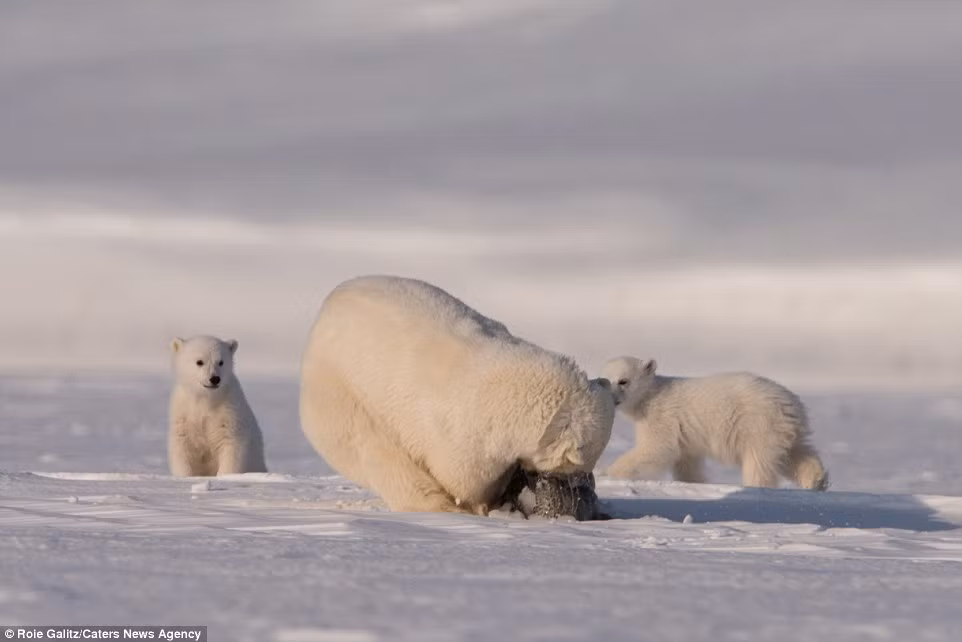 Sau đó dùng hàm răng cực khỏe cắn cổ không khoan nhượng con hải cẩu lôi lên khỏi lỗ băng.