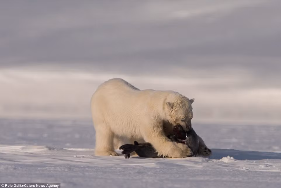 Lôi được hoàn toàn con hải cẩu lên mặt băng, gấu mẹ hoàn thành buổi biểu diễn kỹ thuật săn mồi của mình và bữa tiệc gia đình cũng chuẩn bị được bắt đầu.