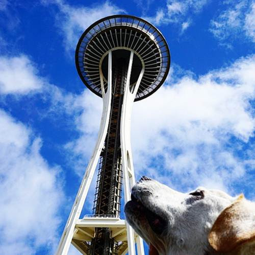 Khi về nhà, Poh tiếp tục được nghỉ dưỡng, điều trị và thật kỳ diệu, trái ngược với chẩn đoán của bác sĩ là Poh có thể ra đi bất cứ lúc nào, chú chó già vẫn sống và ngày càng khỏe hơn. Có lẽ tình yêu thương vô hạn của chủ nhân dành cho Poh đã giúp chú chó già này không từ bỏ.