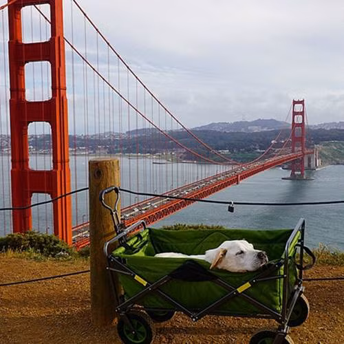 Từ lúc chuyến du lịch bắt đầu, tài khoản Instagram "pohthedodsbigadventure" luôn cập nhật đầy đủ hình ảnh từ chuyến hành trình đầu tiên đến cuối cùng của Poh. Tuy nhiên, do sức khỏe cạn dần, Poh buộc phải sử dụng một chiếc xe đẩy để di chuyển.