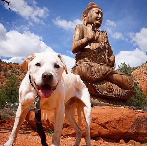 Poh đã đi được tới 35 thành phố của Mỹ, kể cả những nơi rất xa xôi như Bắc Carolina, Texas, Oregon, Arizona, Washington DC, California, và Nevada với tổng chiều dài khoảng hơn 20.000km. Họ chỉ trở về nhà khi sức khỏe của Poh quá yếu, không đảm bảo để có thể tiếp tục cuộc hành trình.