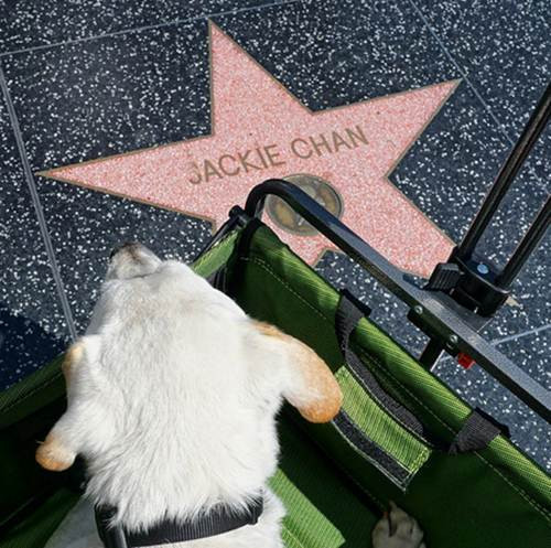 Chuyến hành trình đầy cảm động của chú chó già Poh.